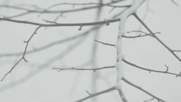 Ветки в снегу зимой . — стоковое видео