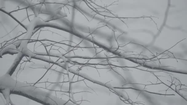 Branches in the snow in winter. — Stock Video