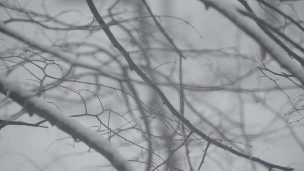 Rami nella neve in inverno . — Video Stock