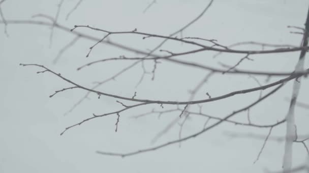 Гілки на снігу взимку . — стокове відео
