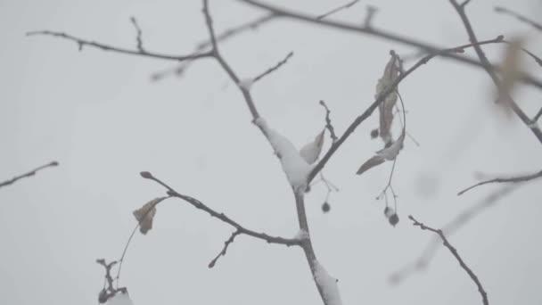 Větve ve sněhu v zimě. — Stock video
