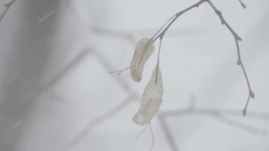 Kışın karda dallar.