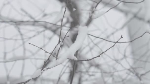 Branches in the snow in winter. — Stock Video