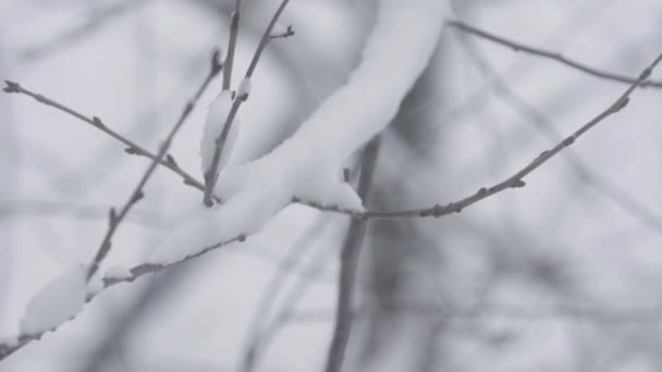 Větve ve sněhu v zimě. — Stock video