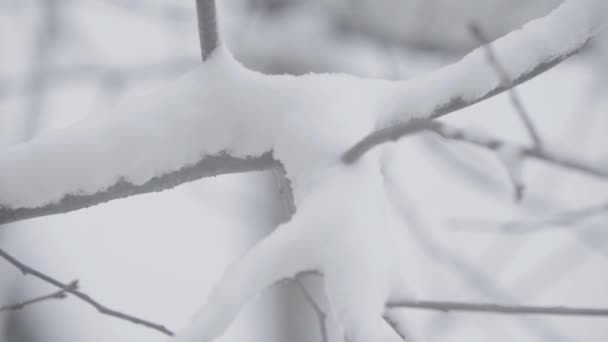 Гілки на снігу взимку . — стокове відео