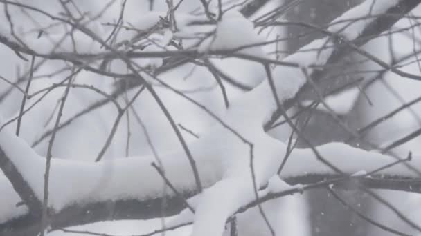 Kışın karda dallar. — Stok video