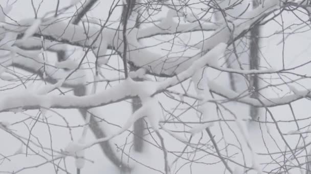 Ramas en la nieve en invierno . — Vídeos de Stock