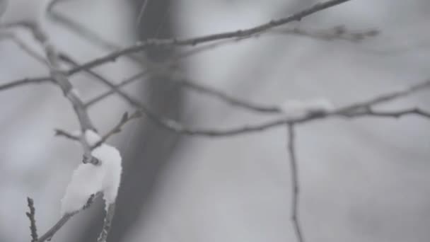 Takken in de sneeuw in de winter. — Stockvideo