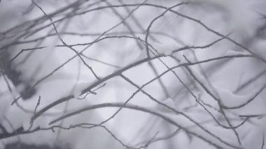 Kışın karda dallar.