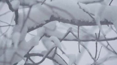 Kışın karda dallar.