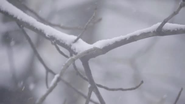 Branches in the snow in winter. — Stock Video