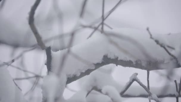 Takken in de sneeuw in de winter. — Stockvideo