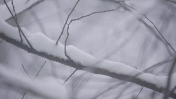 Takken in de sneeuw in de winter. — Stockvideo