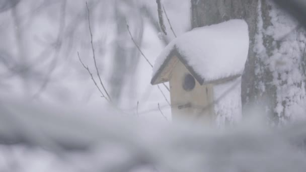 Fågelholk på ett träd på vintern — Stockvideo