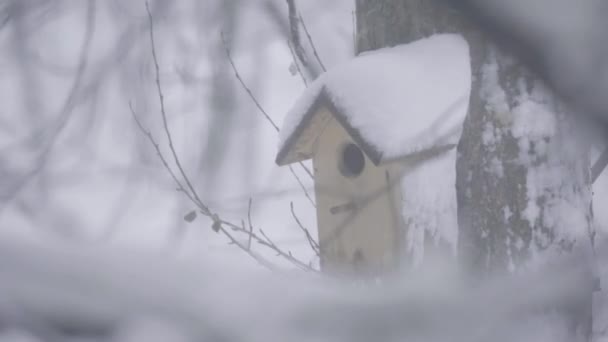 冬の木に巣箱 — ストック動画