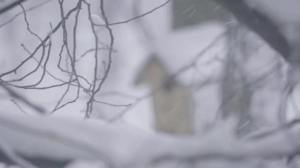 Birdhouse πάνω σε ένα δέντρο το χειμώνα — Αρχείο Βίντεο