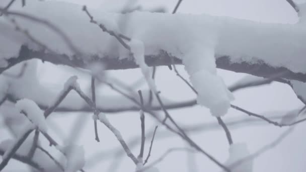 Takken in de sneeuw in de winter. — Stockvideo