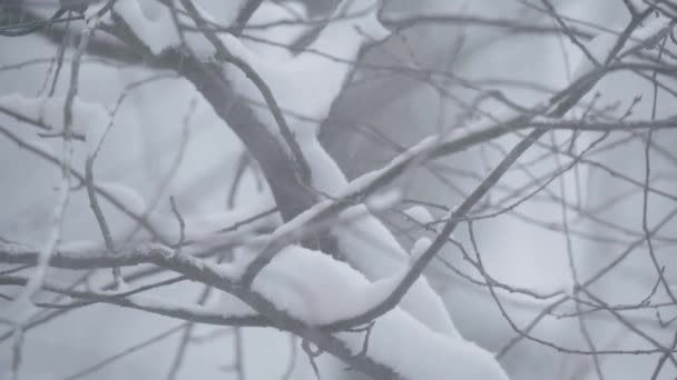 Takken in de sneeuw in de winter. — Stockvideo