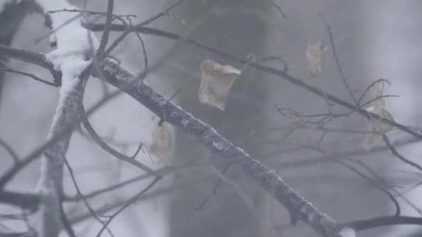 Branches in the snow in winter. — Stock Video