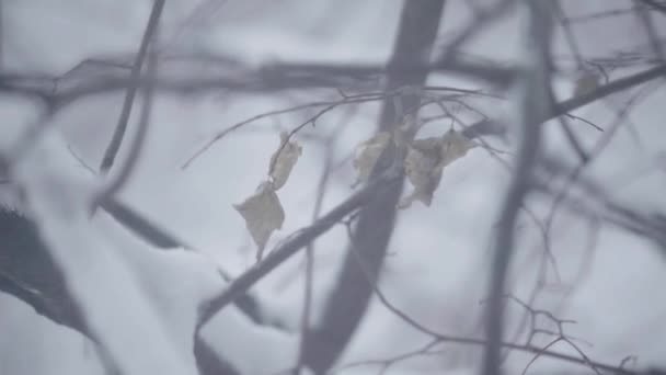 Branches in the snow in winter. — Stock Video