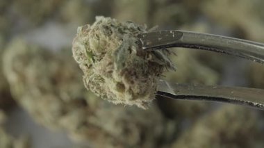 Marihuana. Esrar. Kenevir. Yakın plan. Yavaş çekim
