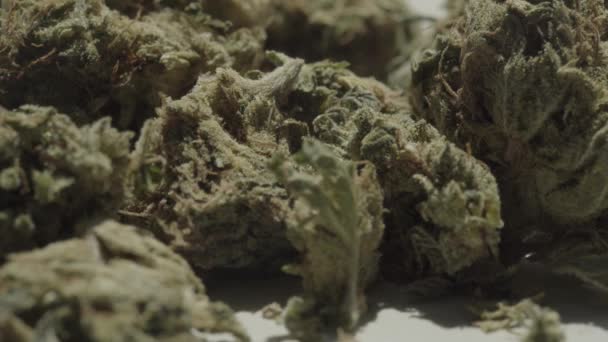 Marihuána. Kannabisz. Kender. Közelkép. — Stock videók
