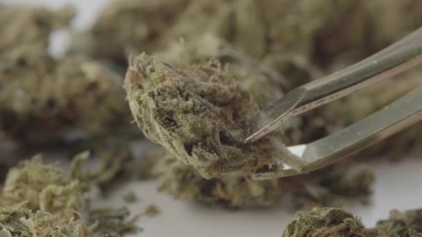 Marijuana. Cannabis. Hampa. Närbild. — Stockvideo