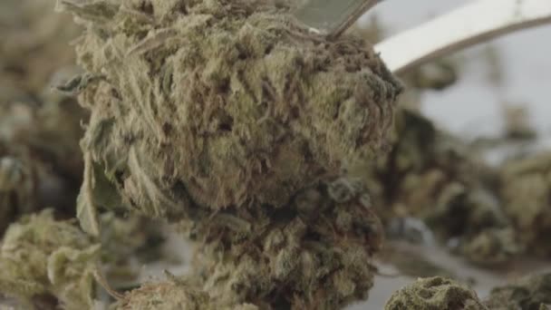 Marihuana. Konopí. Konopí. Detailní záběr. — Stock video