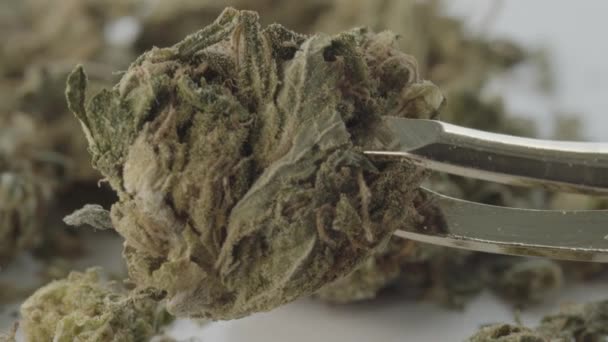 Marijuana. Cannabis. Canapa. Primo piano . — Video Stock
