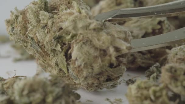 Marijuana. Cannabis. Hampa. Närbild. — Stockvideo