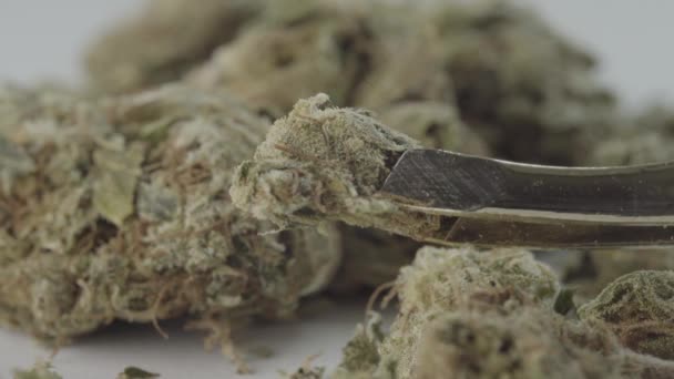 Marijuana. Cannabis. Hampa. Närbild. — Stockvideo