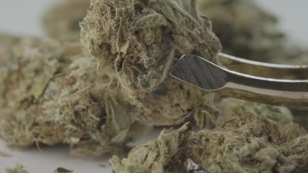 Marijuana. Cannabis. Hampa. Närbild. — Stockvideo