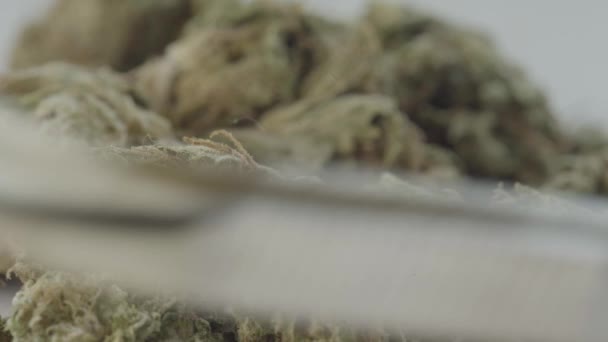 Marihuana. Cannabis. Cáñamo. Primer plano . — Vídeos de Stock