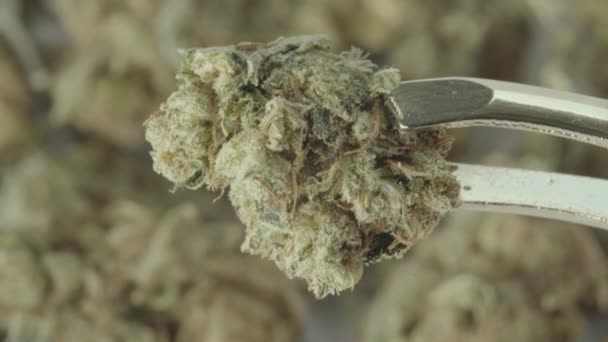 Marihuana. Cannabis. Hennep. Close-up. — Stockvideo