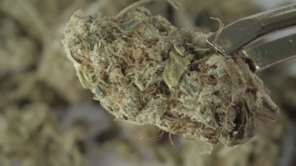 Marijuana. Cannabis. Hampa. Närbild. — Stockvideo