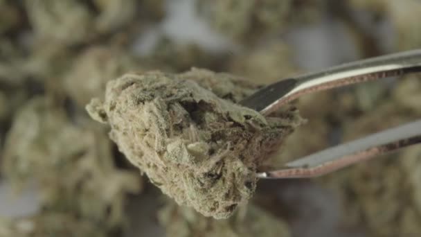 Marihuana. Cannabis. Hamp. Nærbillede . – Stock-video