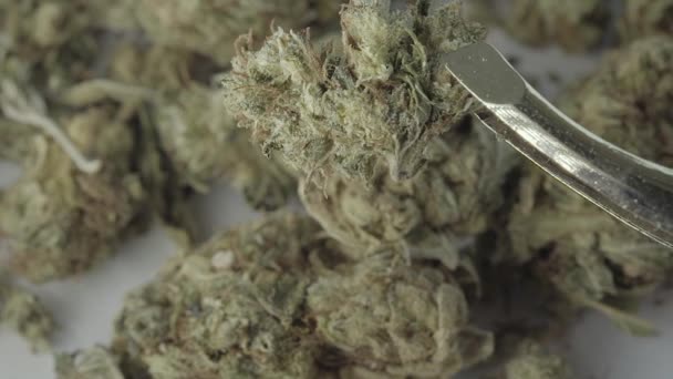 Marihuana. Cannabis. Hennep. Een close-up. Langzame beweging — Stockvideo