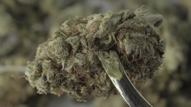 Marijuana. Cannabis. Hampa. Närbild. Långsamma rörelser — Stockvideo