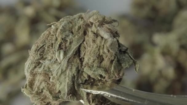 Marihuana. Cannabis. Cáñamo. Primer plano. Movimiento lento — Vídeo de stock