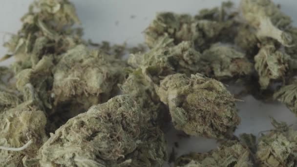 Marihuana. Konopí. Konopí. Detailní záběr. Zpomalený pohyb — Stock video