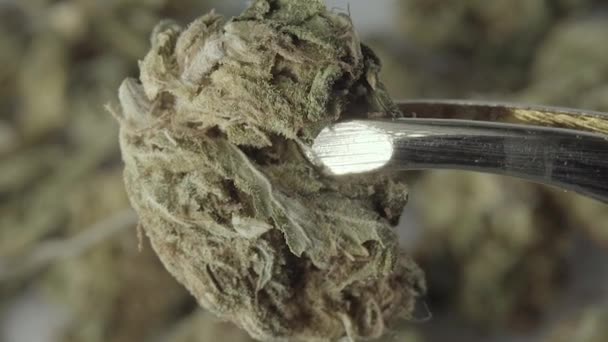 Marihuana. Cannabis. Hennep. Een close-up. Langzame beweging — Stockvideo