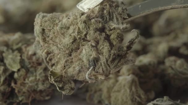 Marijuana. Cannabis. Hampa. Närbild. Långsamma rörelser — Stockvideo