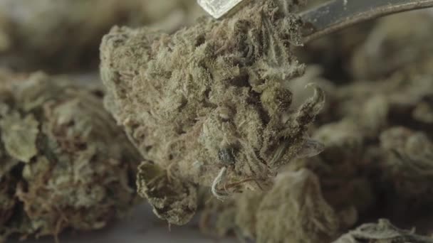 Marihuana. Cannabis. Hennep. Een close-up. Langzame beweging — Stockvideo