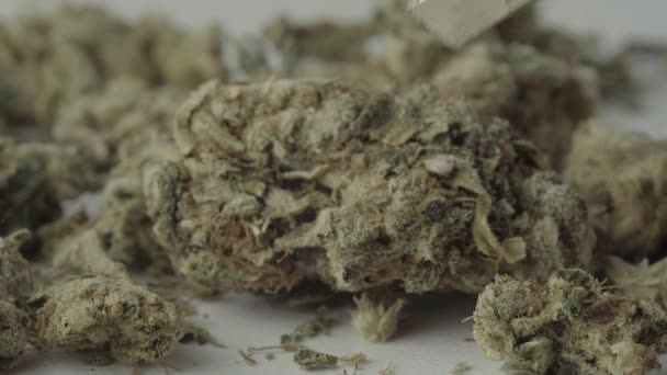 Marihuana. Cannabis. Hennep. Een close-up. Langzame beweging — Stockvideo