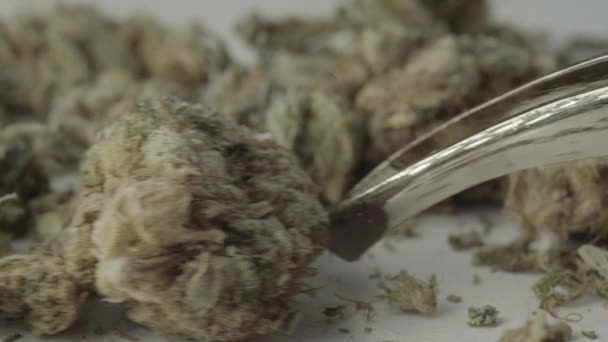 De la marijuana. Du cannabis. Du chanvre. Gros plan. Mouvement lent — Video