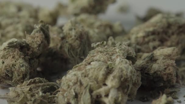 Marihuana. Cannabis. Hennep. Een close-up. Langzame beweging — Stockvideo