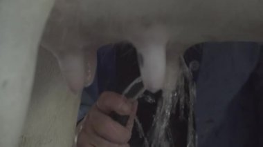 Çiftlikte inek sağmak. Tarım.