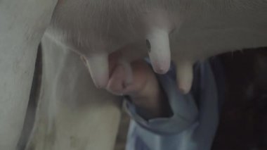 Çiftlikte inek sağmak. Tarım.