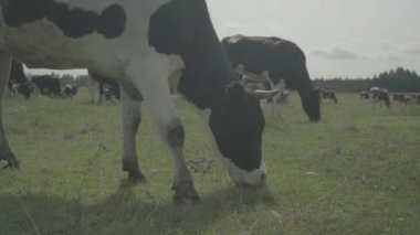 İnek. Çiftlikteki bir otlakta inekler. Yavaş çekim