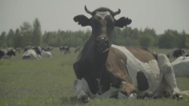 İnek. Çiftlikteki bir otlakta inekler. Yavaş çekim